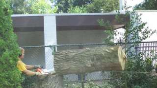 omzagen boom in de tuin in Venlo